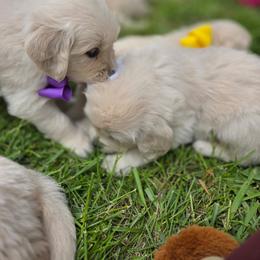 2nd Girl - Light golden female Golden Retriever puppy in Decatur, Indiana from Sporting Ridge K9’s