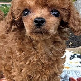 Boy - Red  male Poodle puppy in Charlotte, North Carolina from Toy Poodle and Maltese Perfection