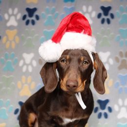 Olaf - Chocolate and tan male Dachshund puppy in Red Bud, Illinois from Midwest Miniature Dachshunds