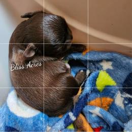 Boy 1 - Chocolate and white male Chihuahua puppy in Ponca City, Oklahoma from Bliss Acres Farm