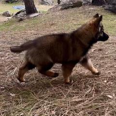 German Shepherd Puppies from Fox Tribe K9