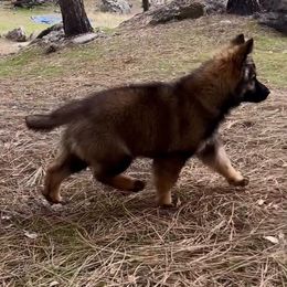 German Shepherd Puppies from Fox Tribe K9