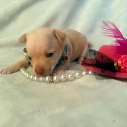 Winnie - Cream female Chihuahua puppy in Seneca, Missouri from Stephanie’s Puppy Colony
