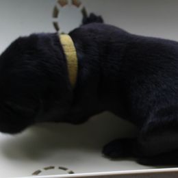 yellow collar female - Labrador Retriever puppy in Hilliards, Pennsylvania from Del-Star Kennels