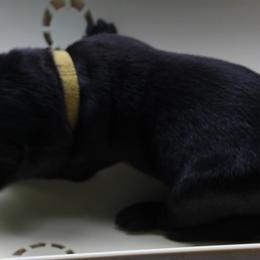 yellow collar female - Labrador Retriever puppy in Hilliards, Pennsylvania from Del-Star Kennels
