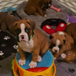 Levi - Fawn male Boxer puppy in Kirskville, Missouri from Elevated Boxers