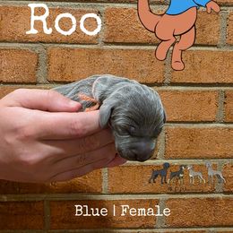 ROO - Blue female Weimaraner puppy in Ferrum, Virginia from LAAT Weims