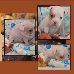 Heath - White and tan male American Bulldog puppy in Three Rivers, Michigan from Jemms Kennels