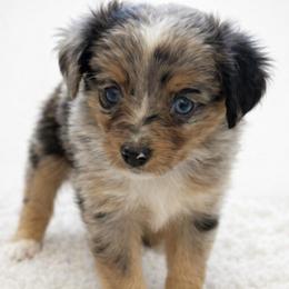 Nora - Blue merle female Miniature Australian Shepherd puppy in Louisville, Mississippi from Kristy’s Kennels