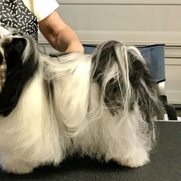 Havanese Puppies from Sunsation Havanese
