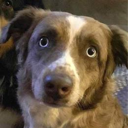 Ruby - Australian Shepherd