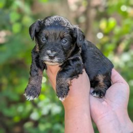 Latte - Black and tan female Yorkipoo puppy in Coshocton, Ohio from Forever Family Puppies
