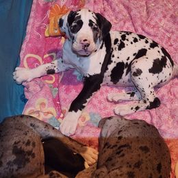 Harlequin female 1 - Harlequin female Great Dane puppy in Gig Harbor, Washington from Lakaya Danes