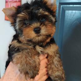 Yorkshire Terrier Puppies from Bayview Yorkies