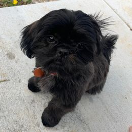 Shih Tzu All Grown Up from Hjo’s Pupdates