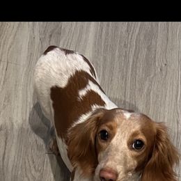 Jazzy - Dachshund