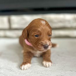 Ginger - Red female Bernedoodle puppy in Fort Wayne, Indiana from Crimson Curl Doodles