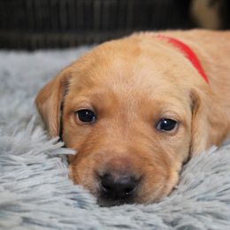 Boy 3 - Yellow Labrador Retriever puppy in Gilbert, South Carolina from Crout Kennels