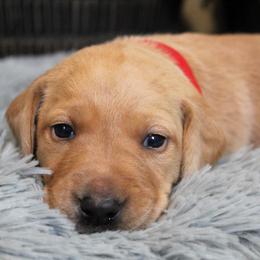 Boy 3 - Yellow Labrador Retriever puppy in Gilbert, South Carolina from Crout Kennels