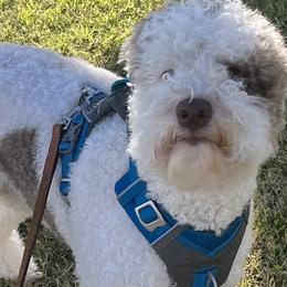 Ellie - Lagotto Romagnolo