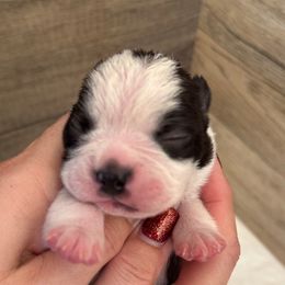 Maple - Black brindle and white female Boston Terrier puppy in Wheatland, California from 🐾❤️ Stephanie's Boston Terriers ❤️🐾