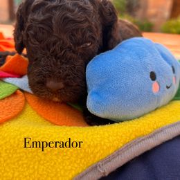 Emperador - Chocolate male Australian Labradoodle puppy in Alamo, Texas from QuiSal Labradoodles