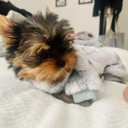 Gray collar - Black and tan male Yorkshire Terrier puppy in Fairfield, Connecticut from Yorkie Divas
