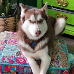 Red - Siberian Husky