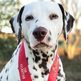 Triple - Dalmatian
