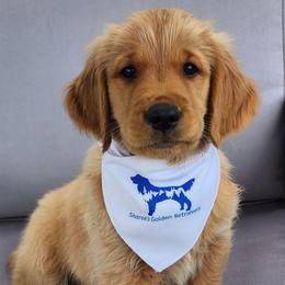 Black collar - Golden male Golden Retriever puppy in Boulder, Montana from Sharee's Golden Retrievers