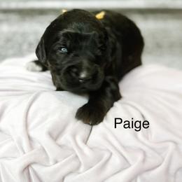 Paige - Black female Goldendoodle puppy in Pasco, Washington from Camp Doodle Woods