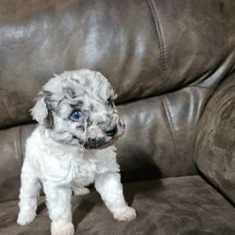 Cookie - Blue merle male Aussiedoodle puppy in Doerun, Georgia from Twig and Tail Puppies