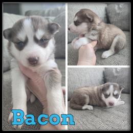 Bacon - Red and white male Siberian Husky puppy in Wheeler, Michigan from Haase Family Kennels