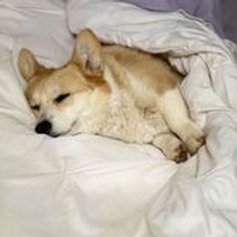 Pembroke Welsh Corgi All Grown Up from Eclipseann