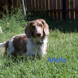 Alfalfa - Dachshund