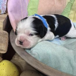 Blue Girl - Tri-color female Cavalier King Charles Spaniel puppy in Smiths, Alabama from K&K Kennels