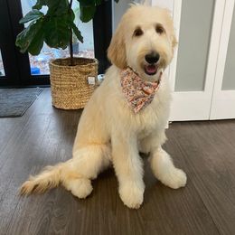 Goldendoodle Puppies from SunriseDoodles