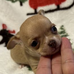 Cooper - Chocolate male Chihuahua puppy in Hampton, Virginia from Chilove Chihuahuas