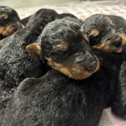 Airedale Terrier and Shiba Inu Puppies from Yoder’s Airedale Terriers