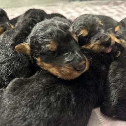 Airedale Terrier and Shiba Inu Puppies from Yoder’s Airedale Terriers