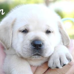 Cleo's Mint - Yellow male Labrador Retriever puppy in Pasco, Washington from ROCK CREEK LABRADORS Pasco, WA