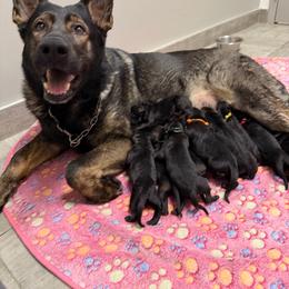 Girl 1 - Black female German Shepherd puppy in New York from Spitze German Shepherds