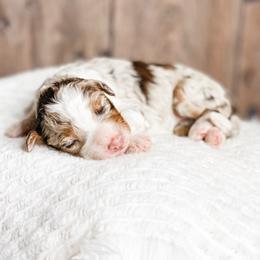 Breve - Chocolate merle female Bernedoodle puppy in Hudson, Indiana from TurkeyCreek-K9