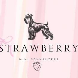 Miniature Schnauzers and Pomeranians from Strawberry Puppies