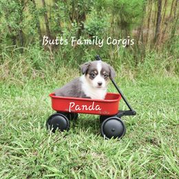 Puppy #6 - Gray and white American Corgi puppy in Cameron, North Carolina from Butts Family Corgis