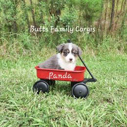 Puppy #6 - Gray and white American Corgi puppy in Cameron, North Carolina from Butts Family Corgis