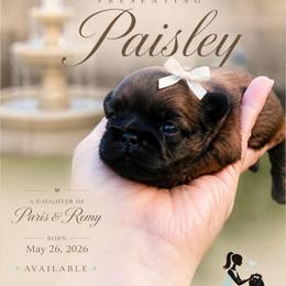 Paisley - Brindle female Shih Tzu puppy in Richmond, Texas from Aleka Shih Tzu