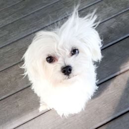 Lilly - Maltese