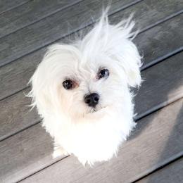 Lilly - Maltese