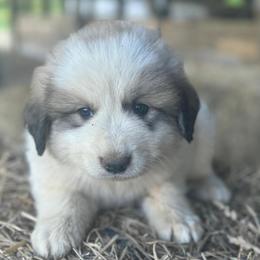 Puppy ID 43261 - White and badger male Great Pyrenees puppy in Leicester, North Carolina from Randall Glen Pyrenees